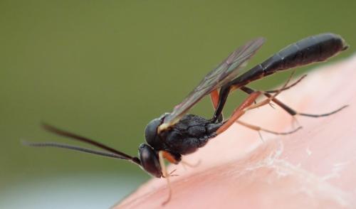 Réf. 333 907 : Diadegma sp.